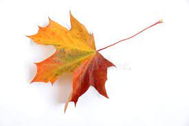 Jesienny liść obraz stock. Obraz złożonej z warstwa, folia - 29261